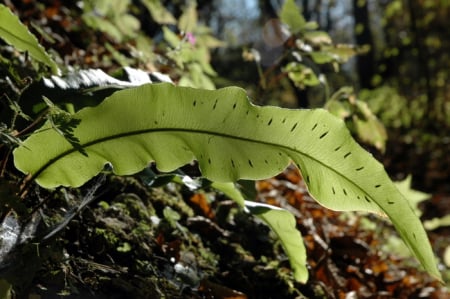 Hart's-tongue fern