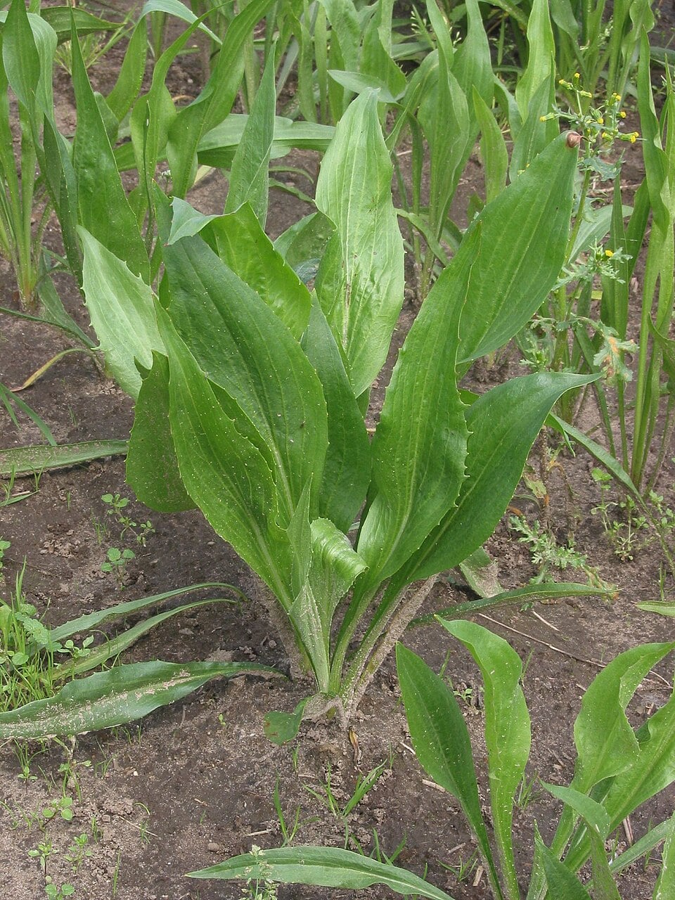 Black salsify
