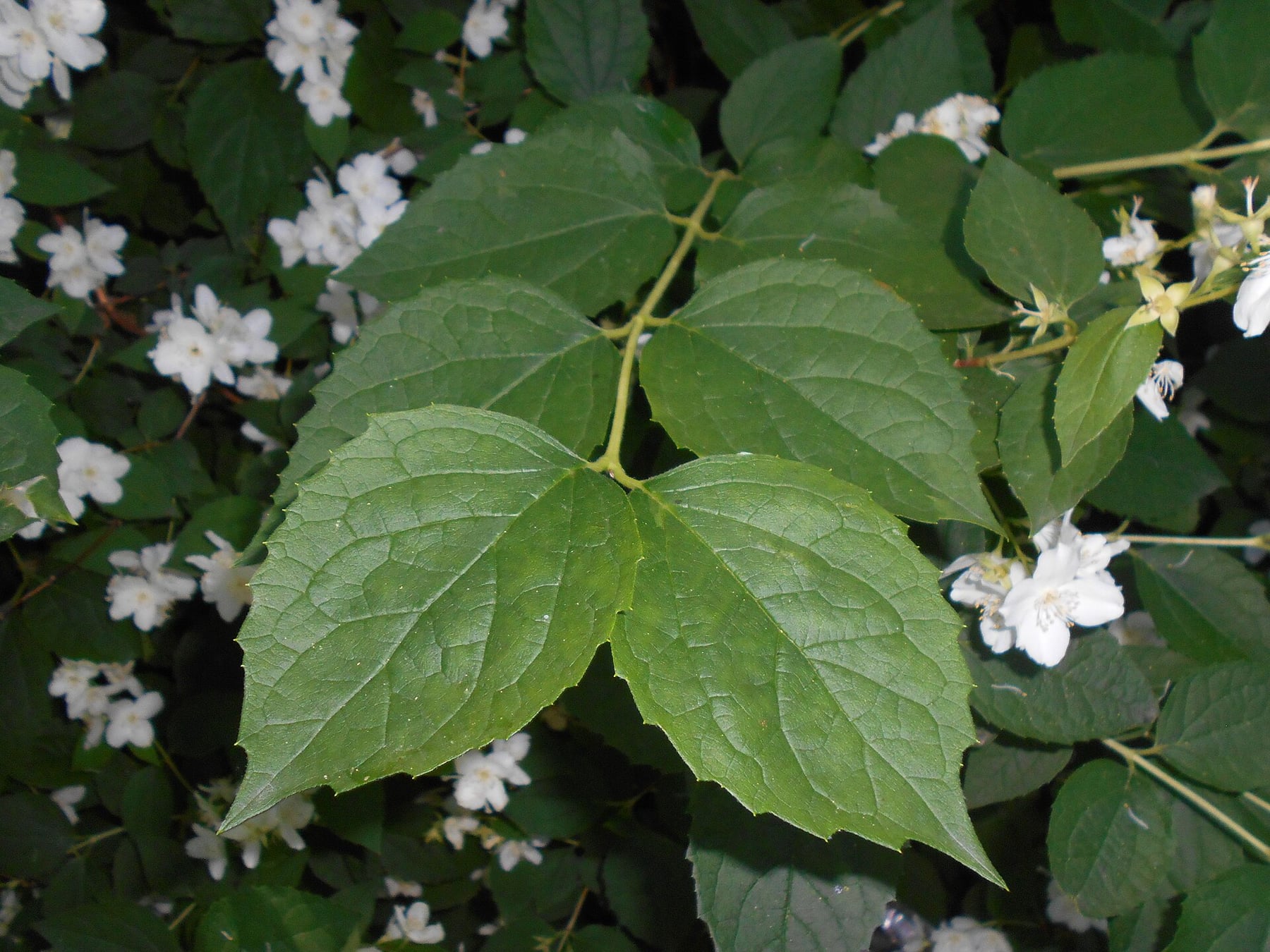 Mock orange