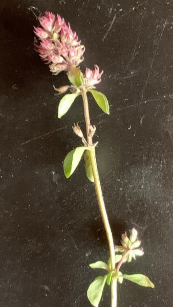 Wild thyme