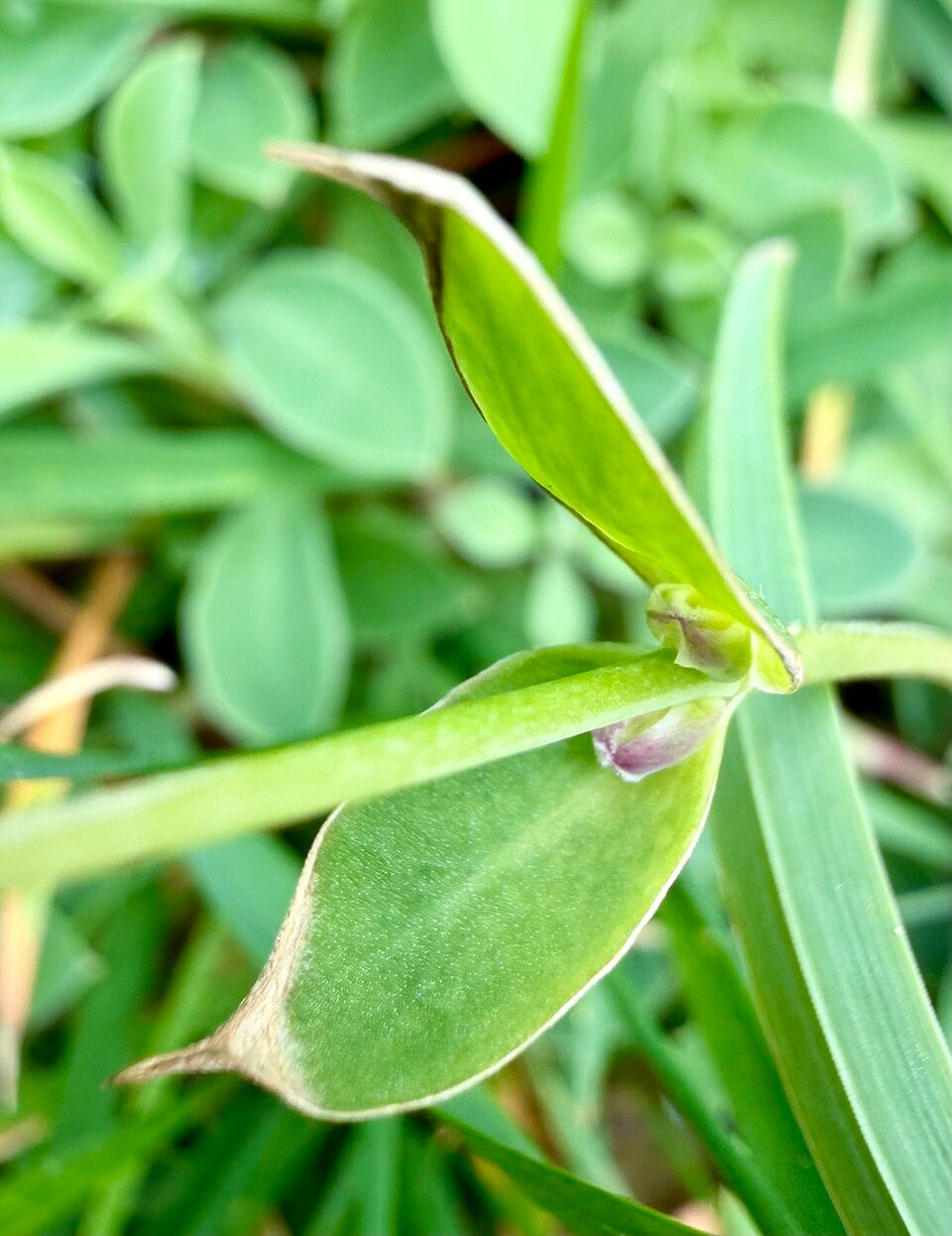 Sea campion