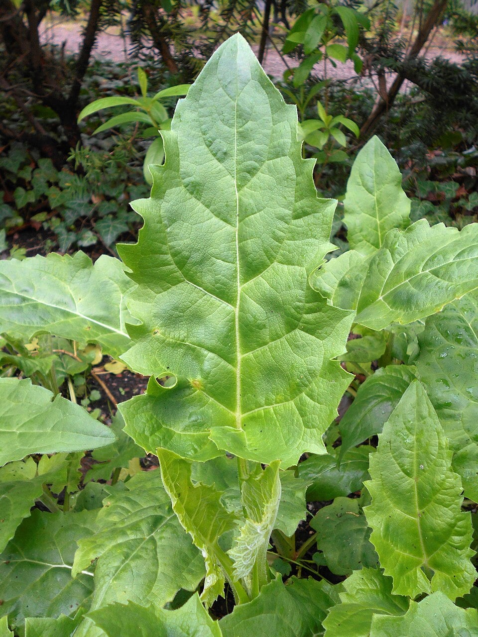 Cup plant