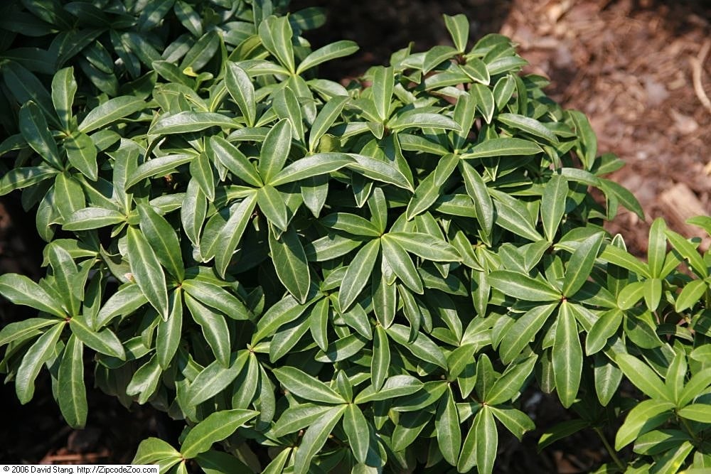 Skimmia