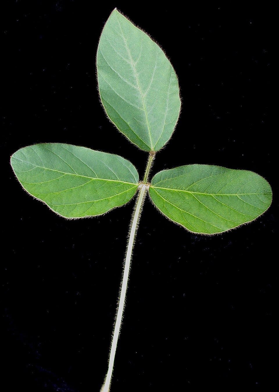 Soybean