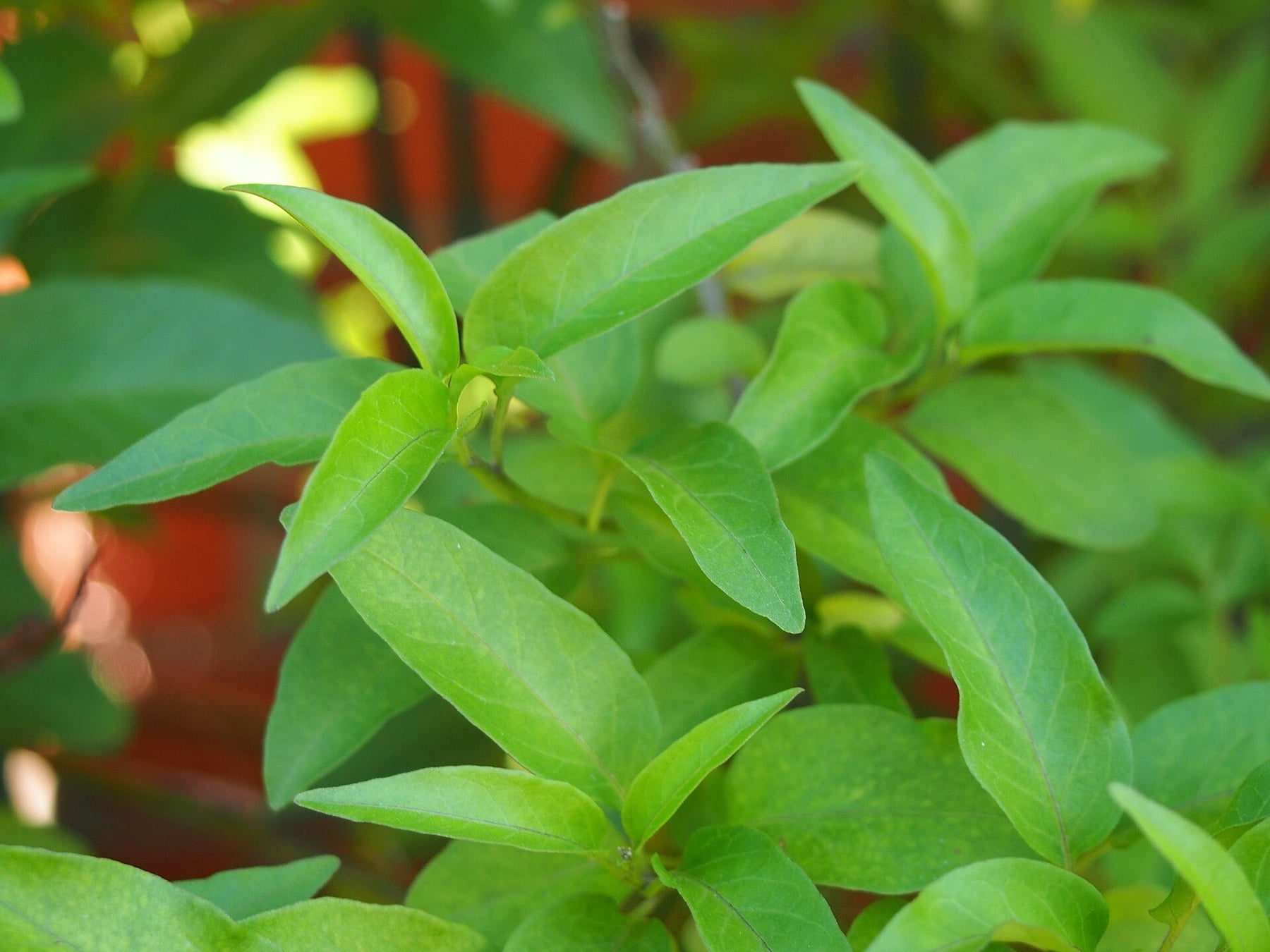 Jasmine nightshade