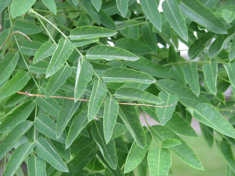 Japanese pagoda tree