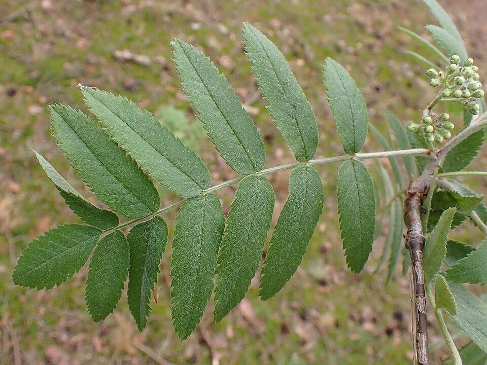 Sorbier des oiseleurs