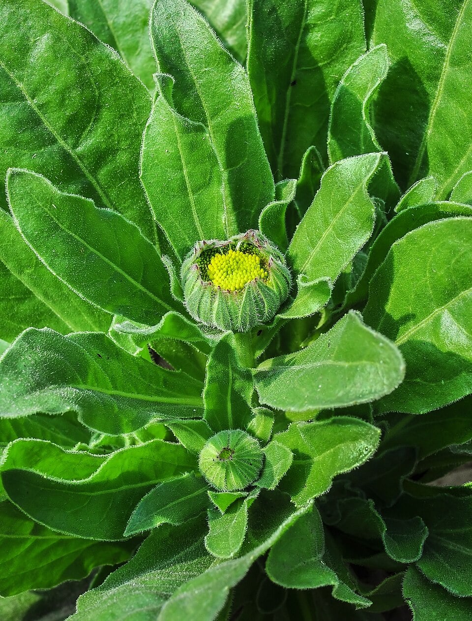 Pot marigold