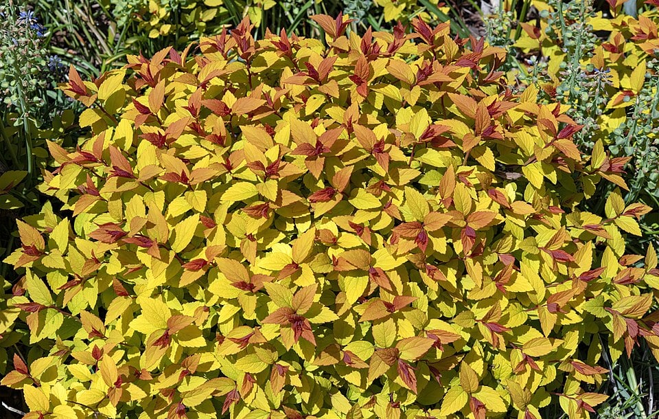 Goldflame
