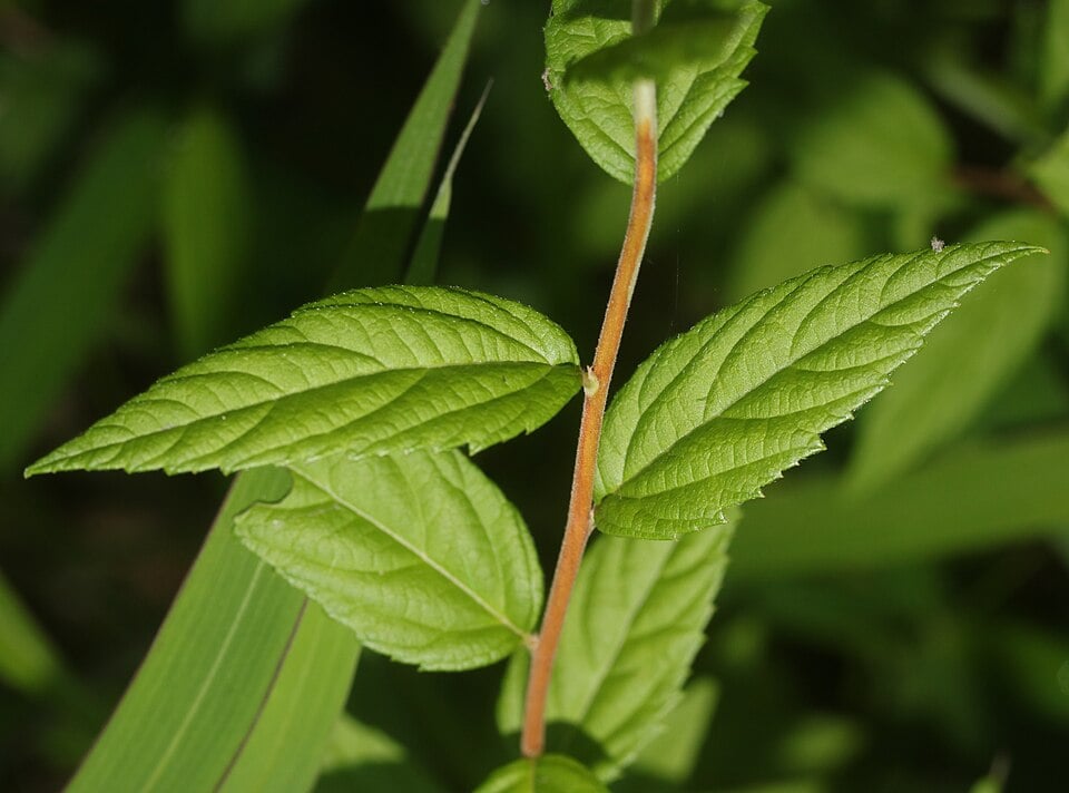 Japanese spiraea