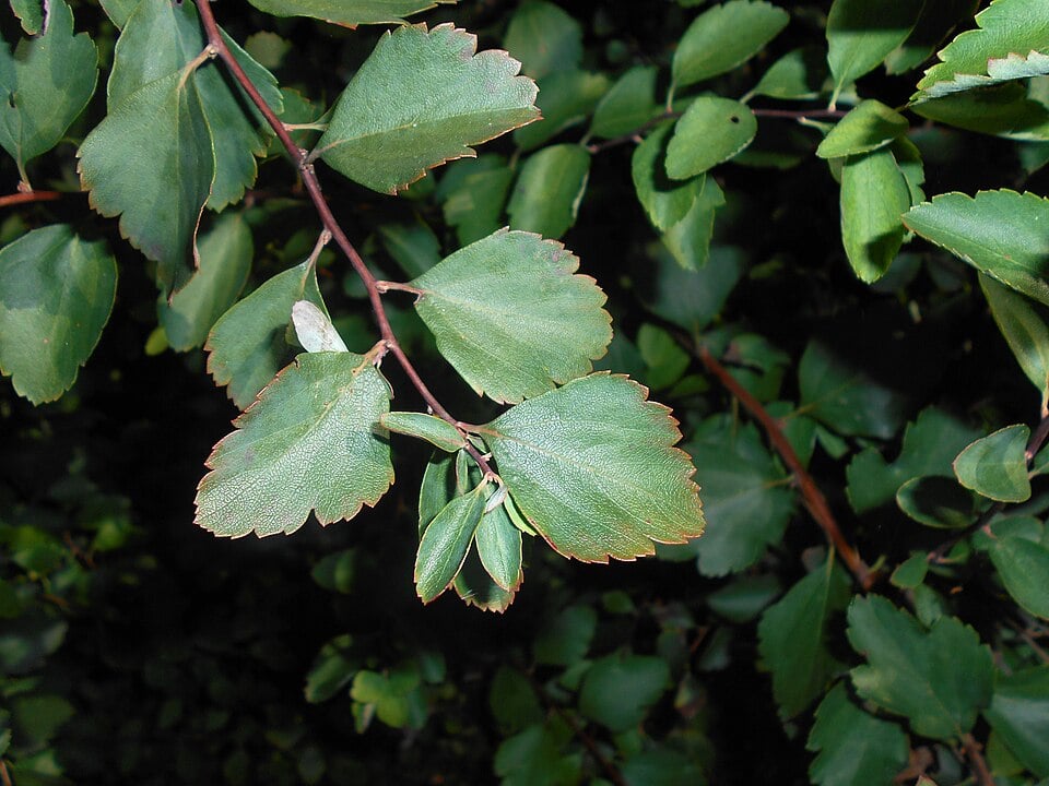 Van Houtte's spiraea