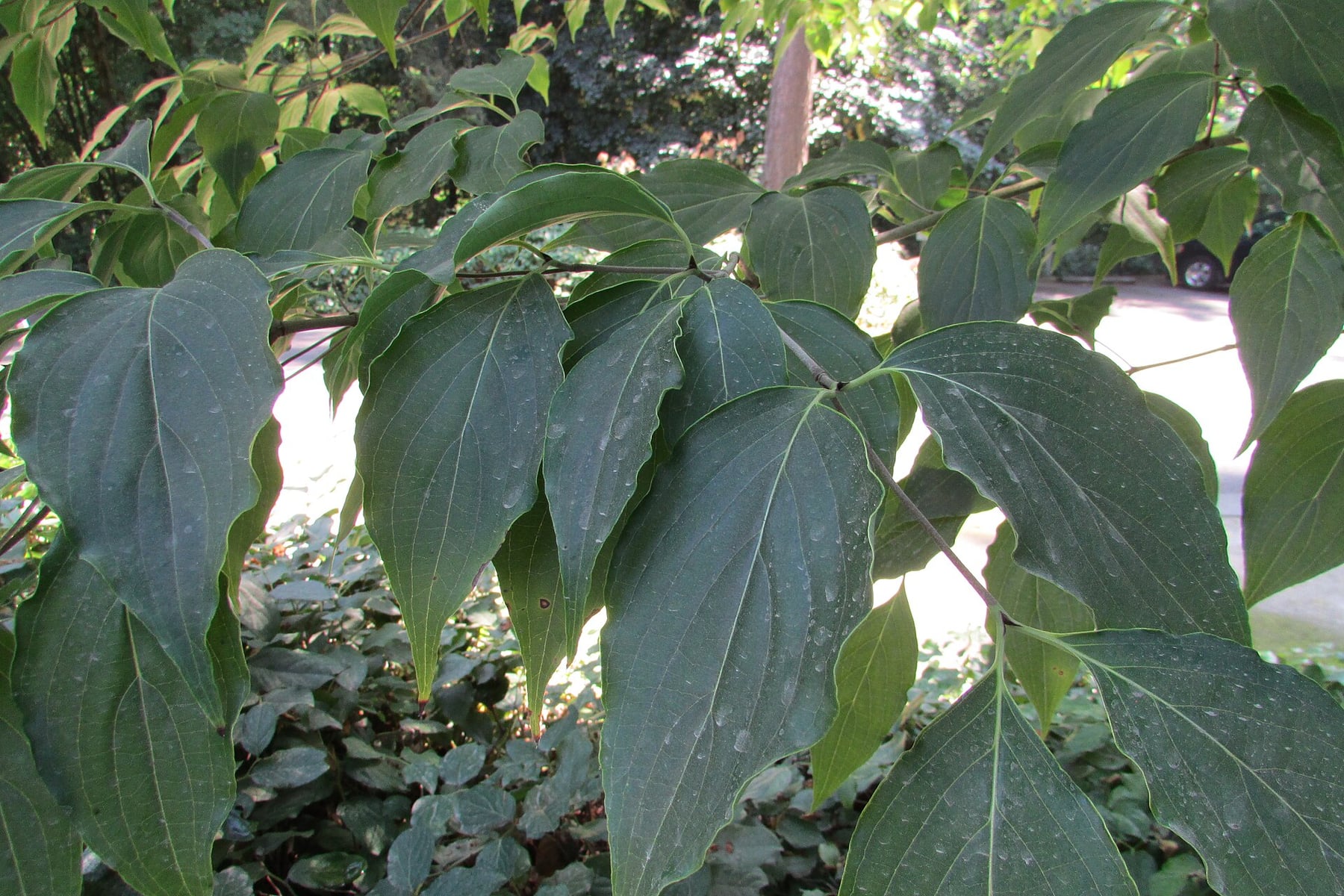 Japanese stewartia