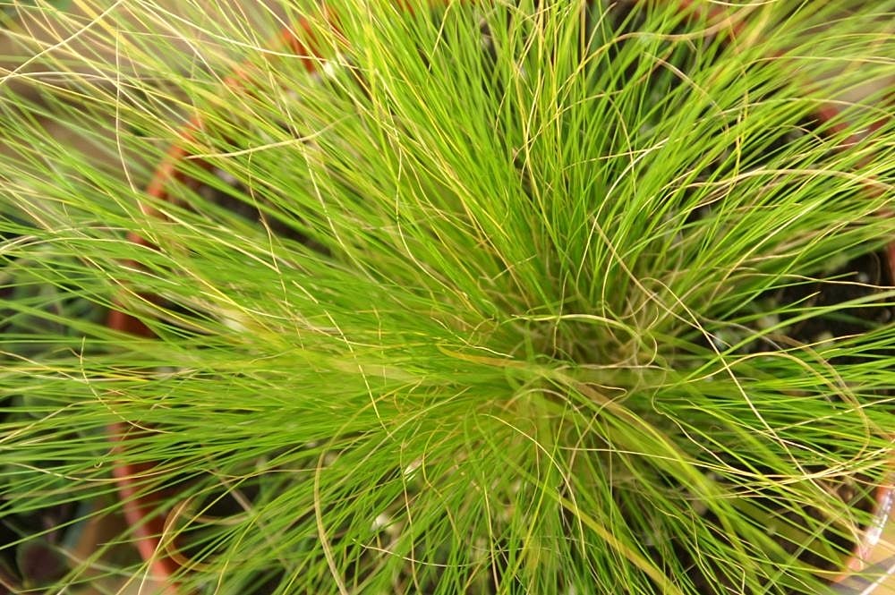 Mexican feather grass
