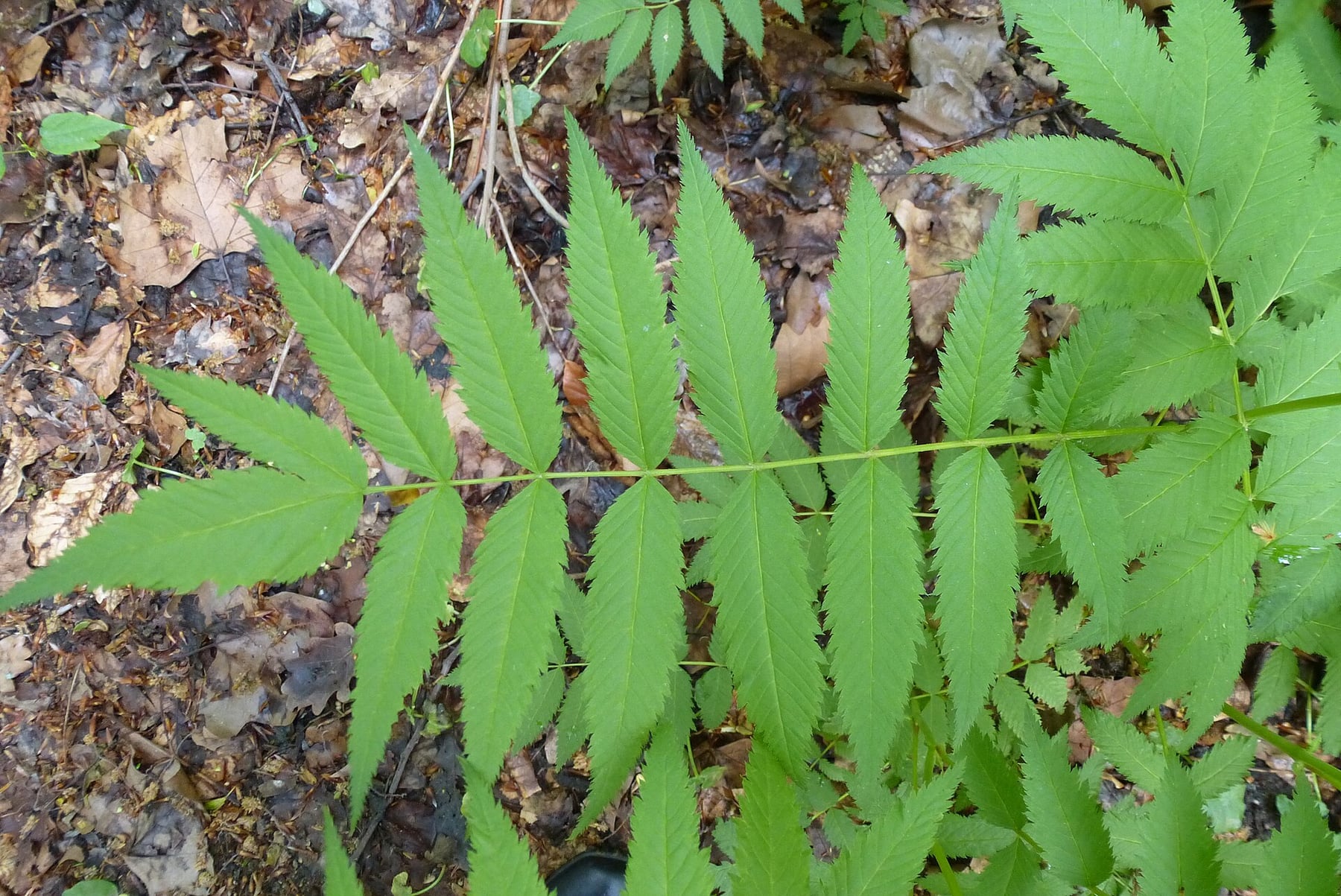Staghorn sumac