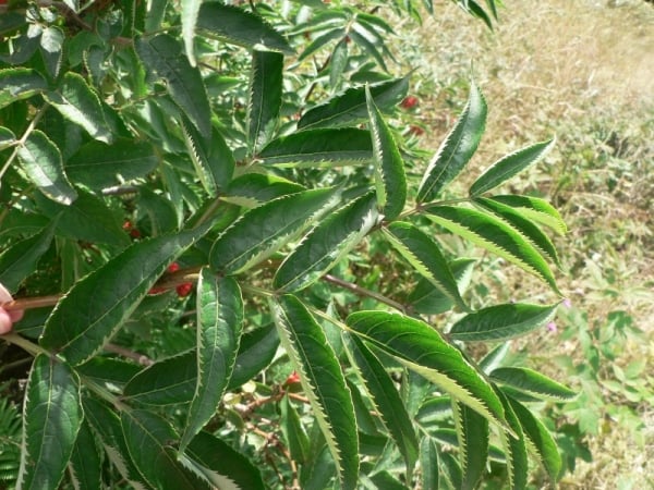 Red elder