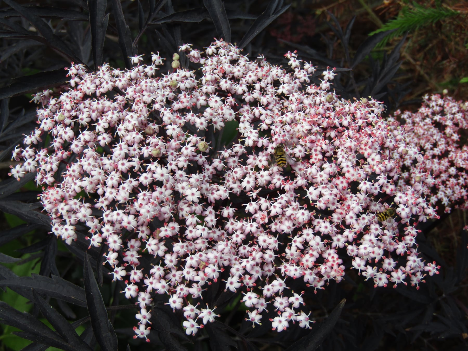 'Black Lace'