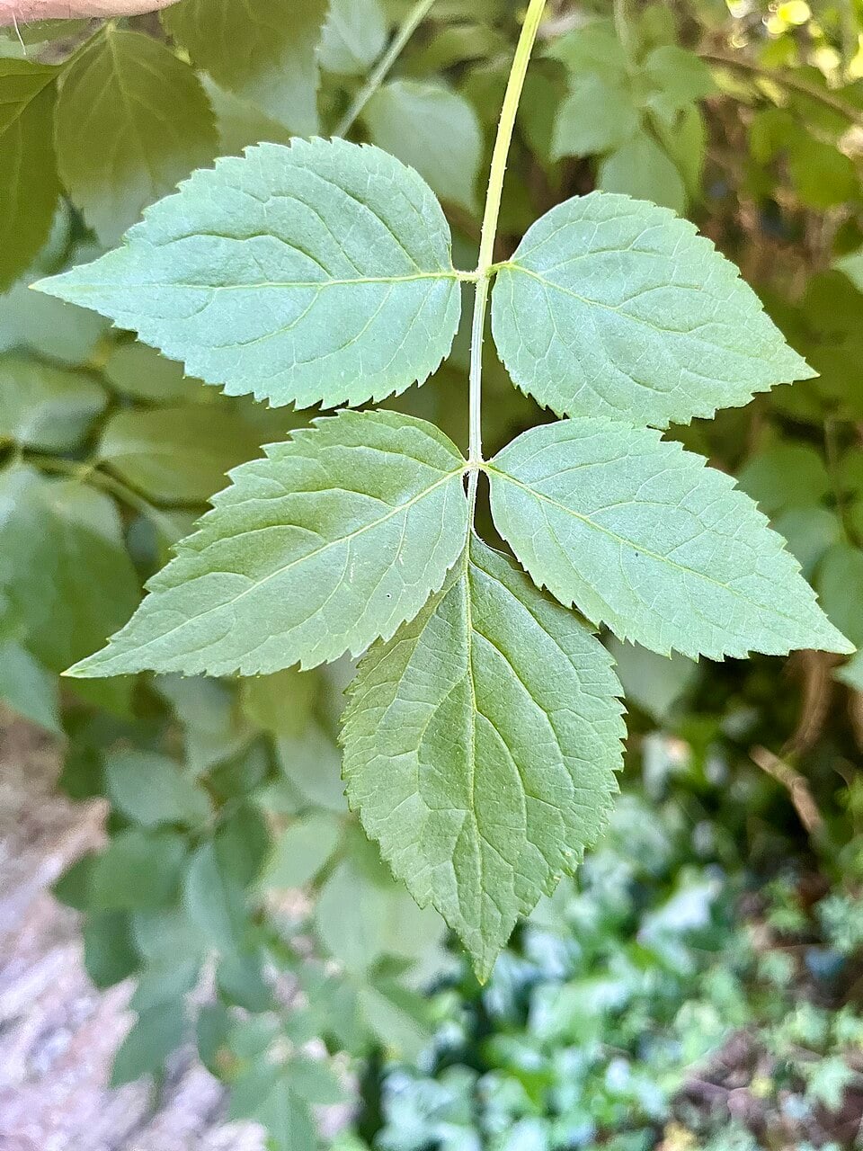 Elder