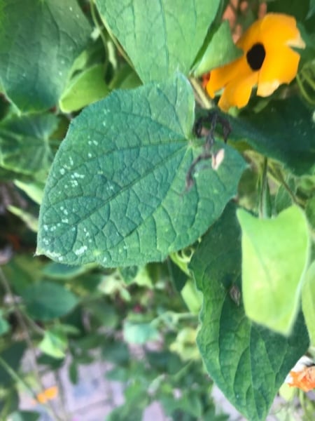 Black-eyed Susan vine