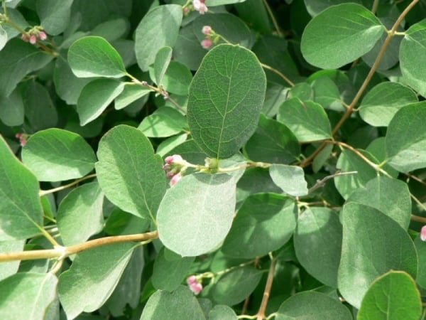 Snowberry