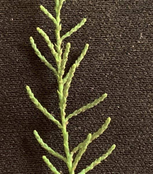 French tamarisk