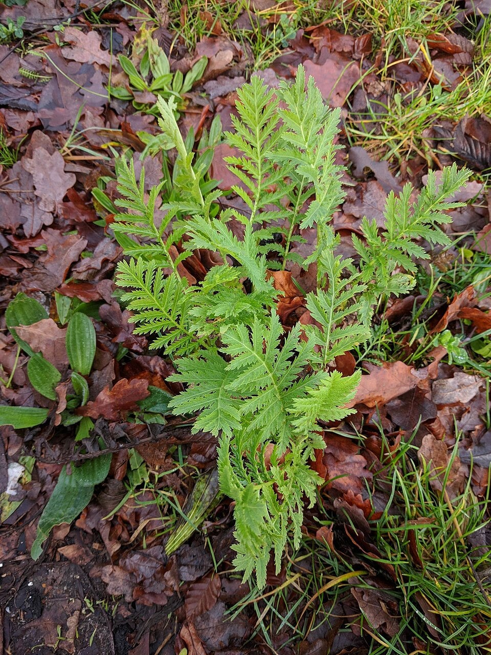 Tansy