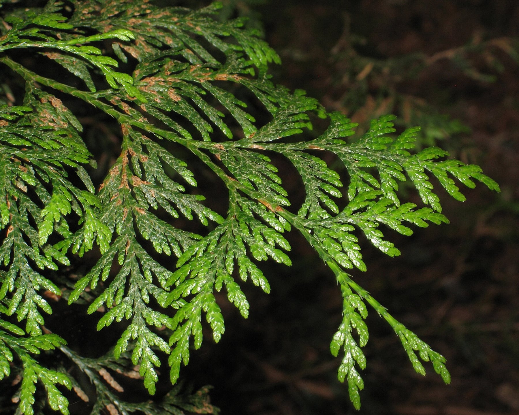 Western red cedar