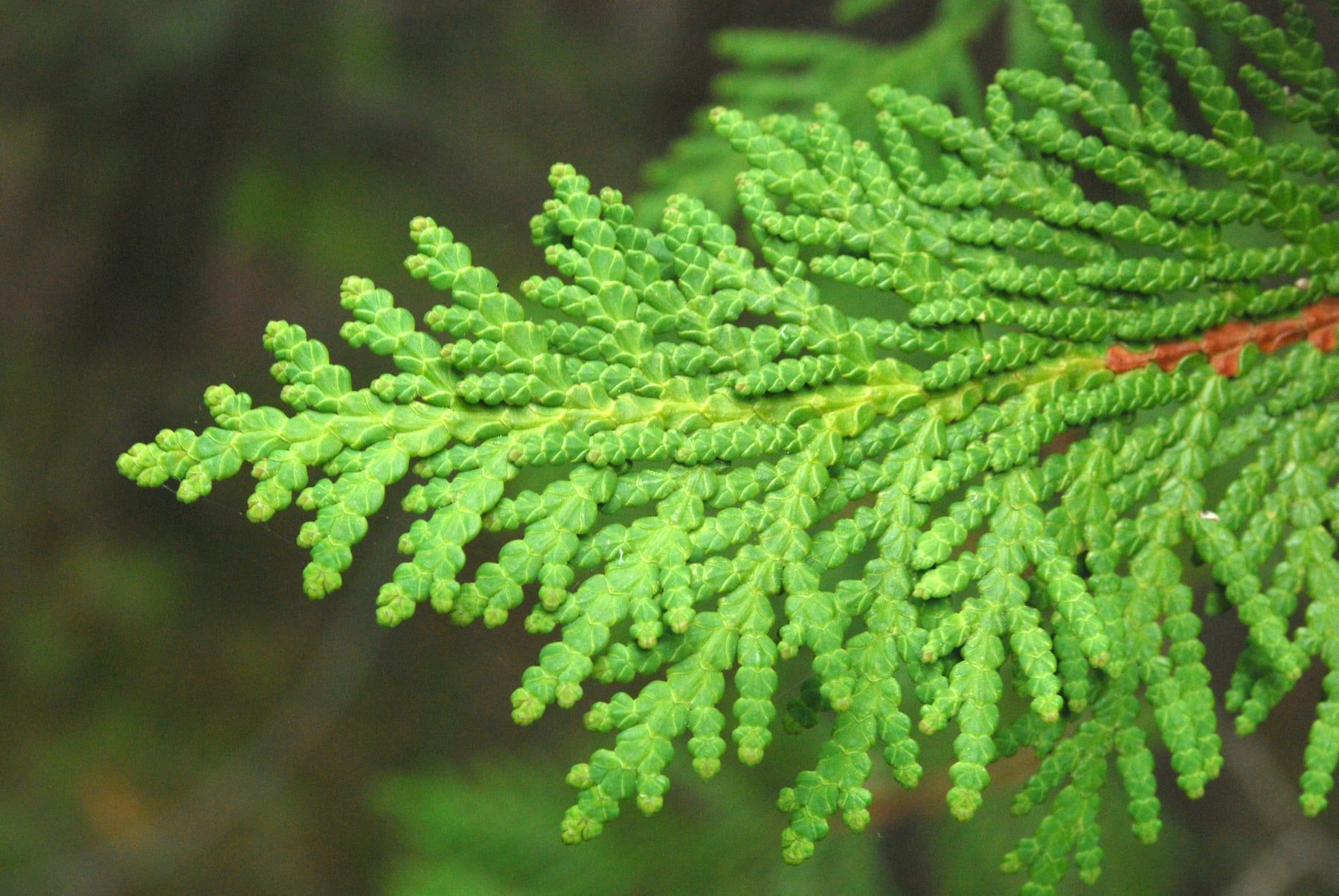 Eastern white cedar