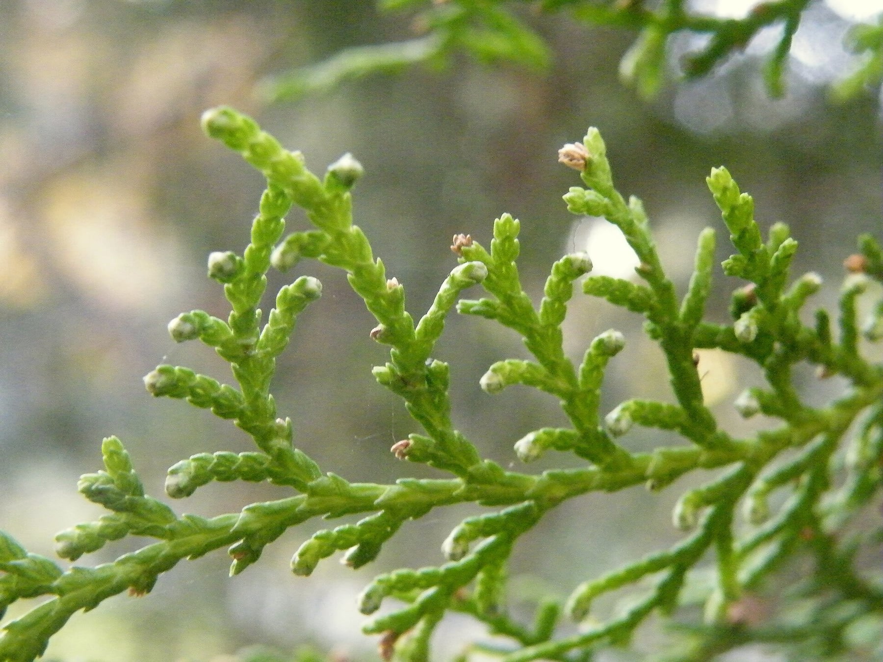 Chinese arborvitae