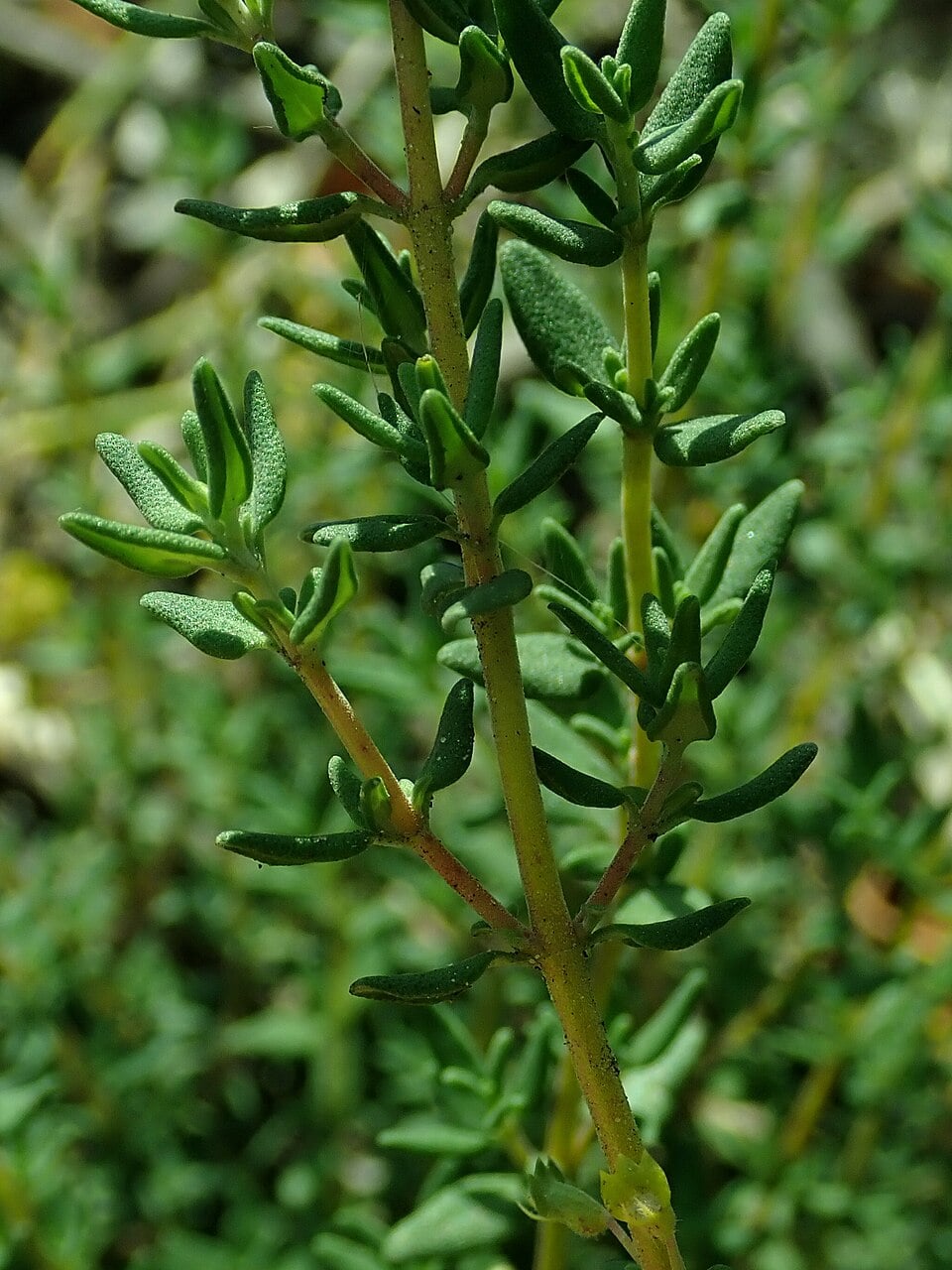 Common thyme
