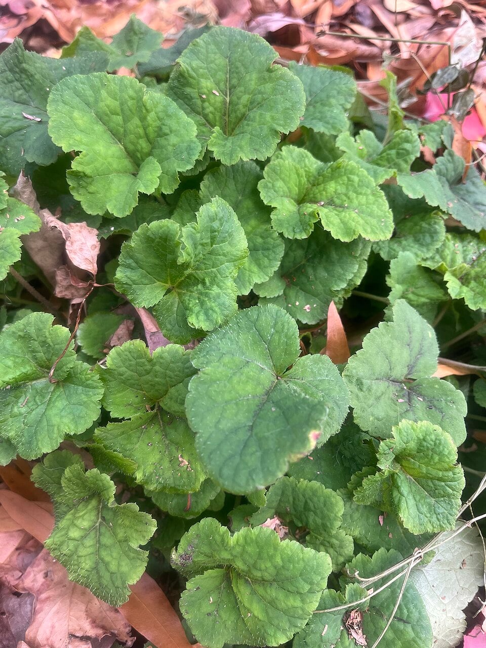 Foamflower