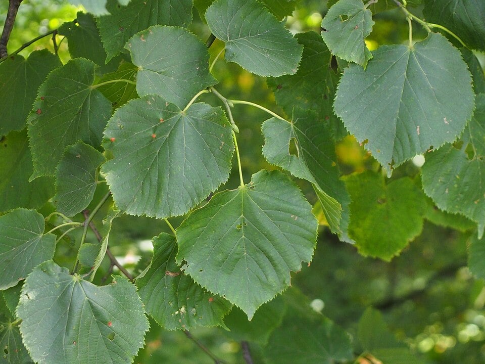 Large-leaved lime