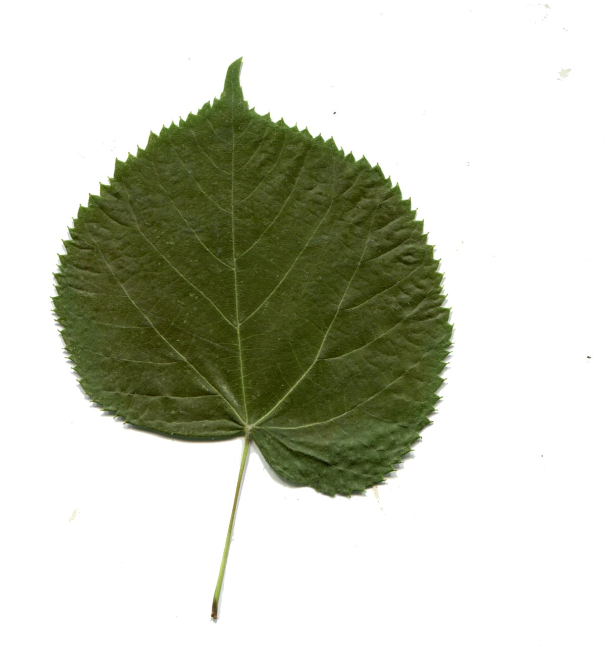 Small-leaved lime