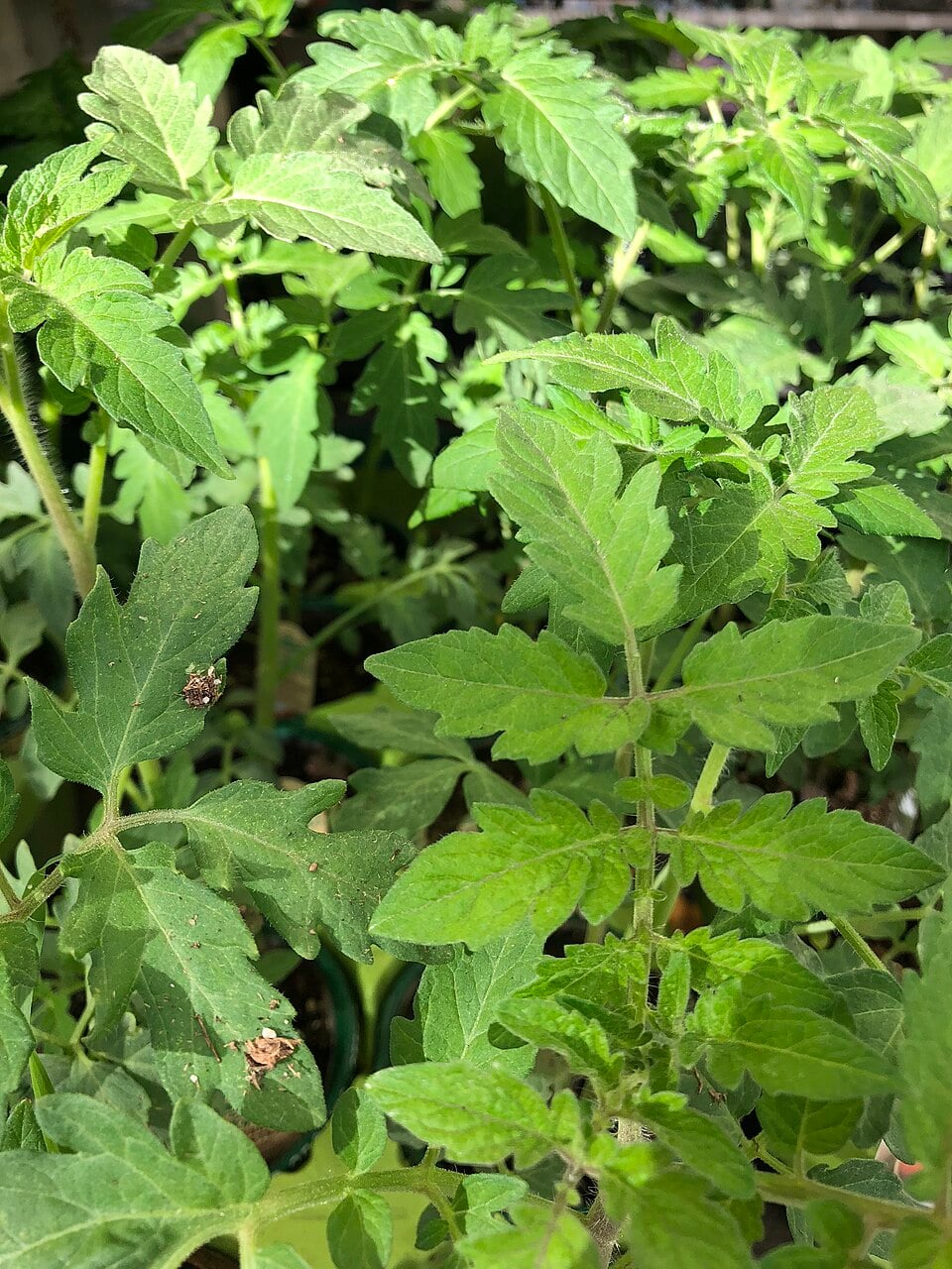 Tomato