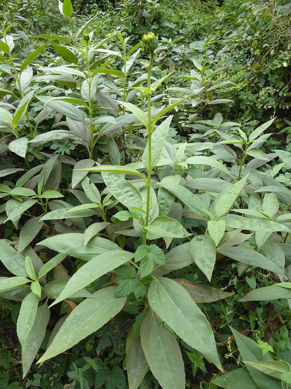 Jerusalem artichoke