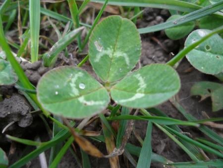 White clover