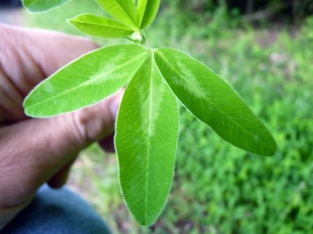 Red clover