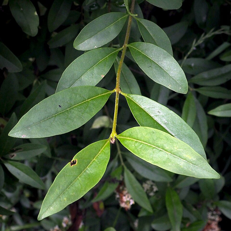 Wild privet