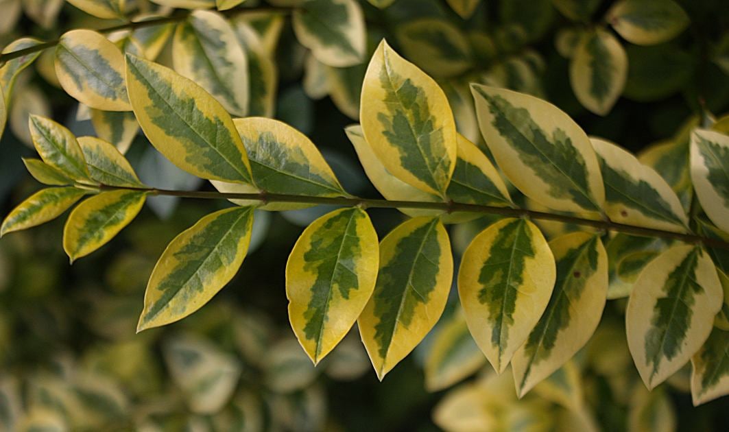 'Aureum'