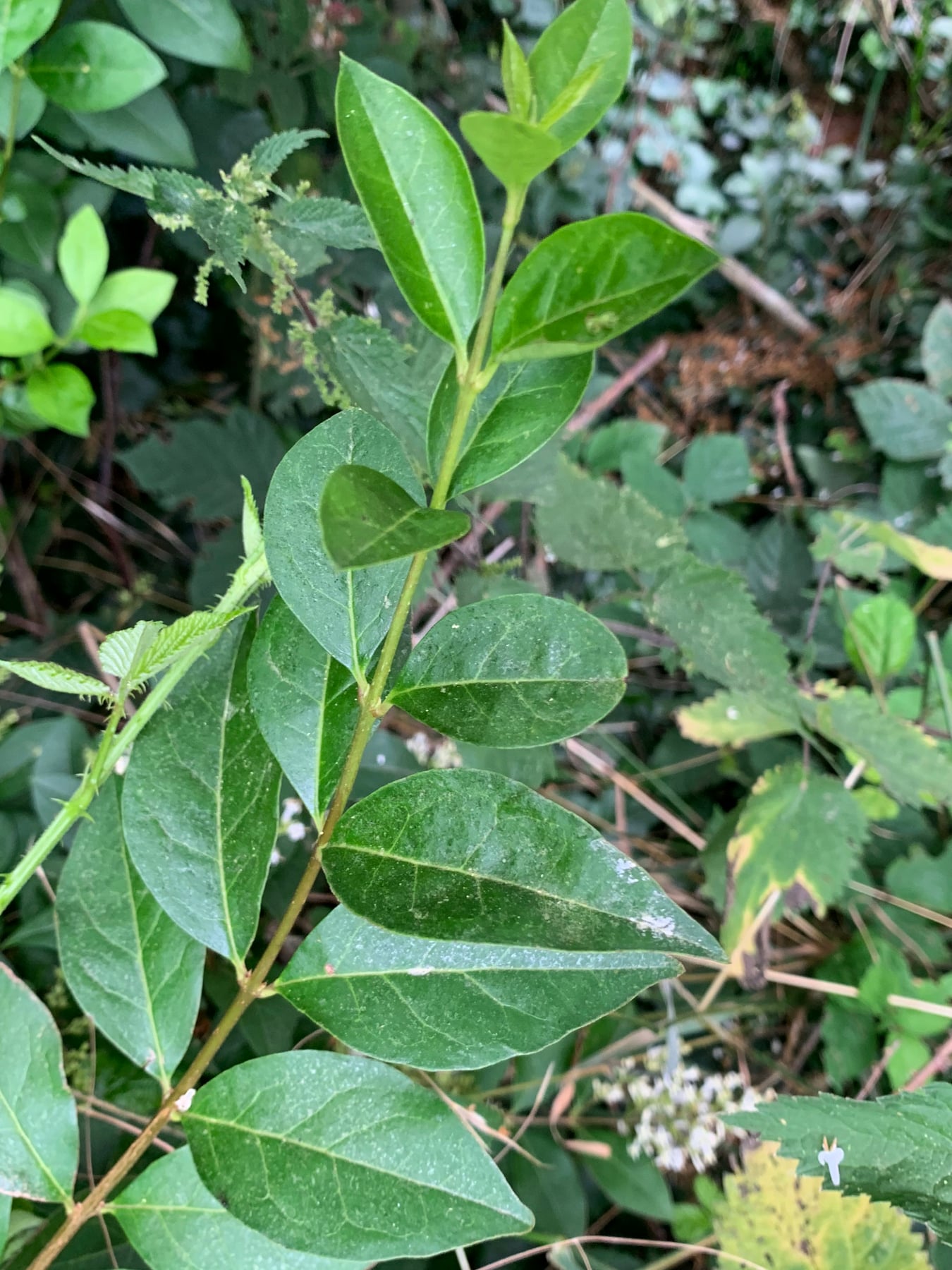 Garden privet