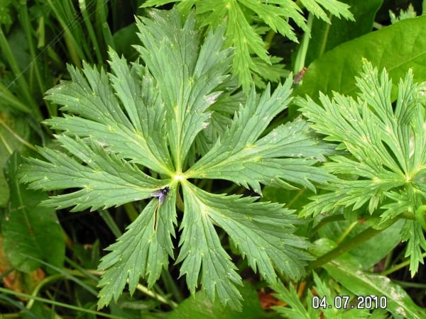 Globeflower
