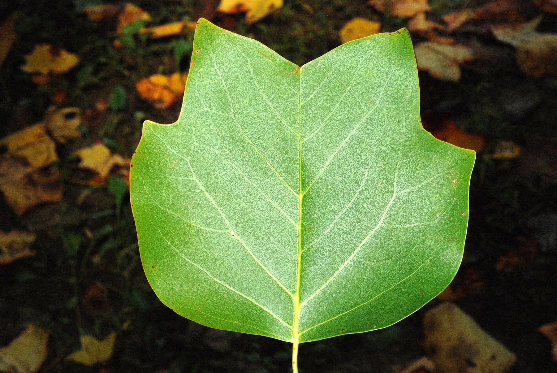 Tulip tree
