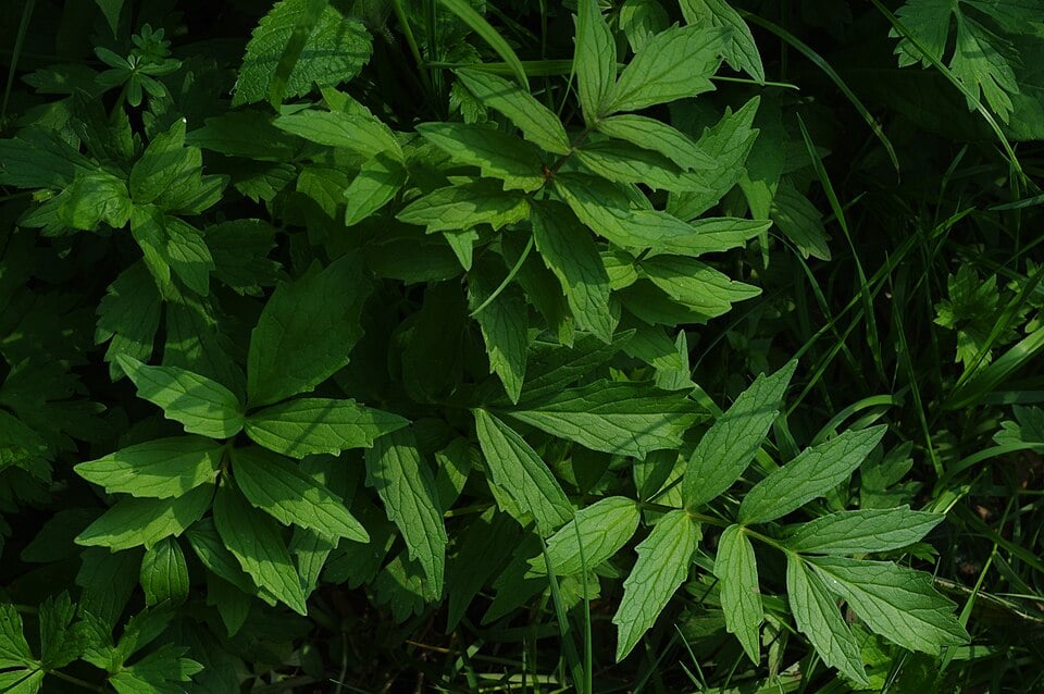 Common valerian