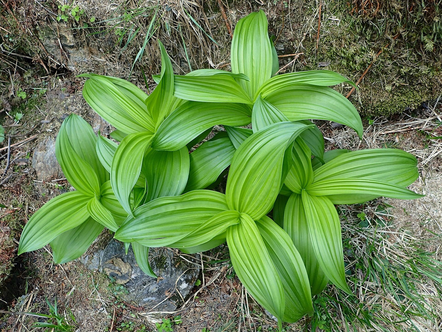 Vératre blanc