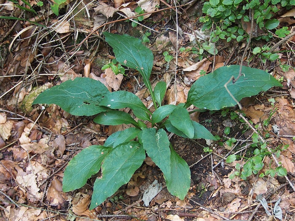 European goldenrod