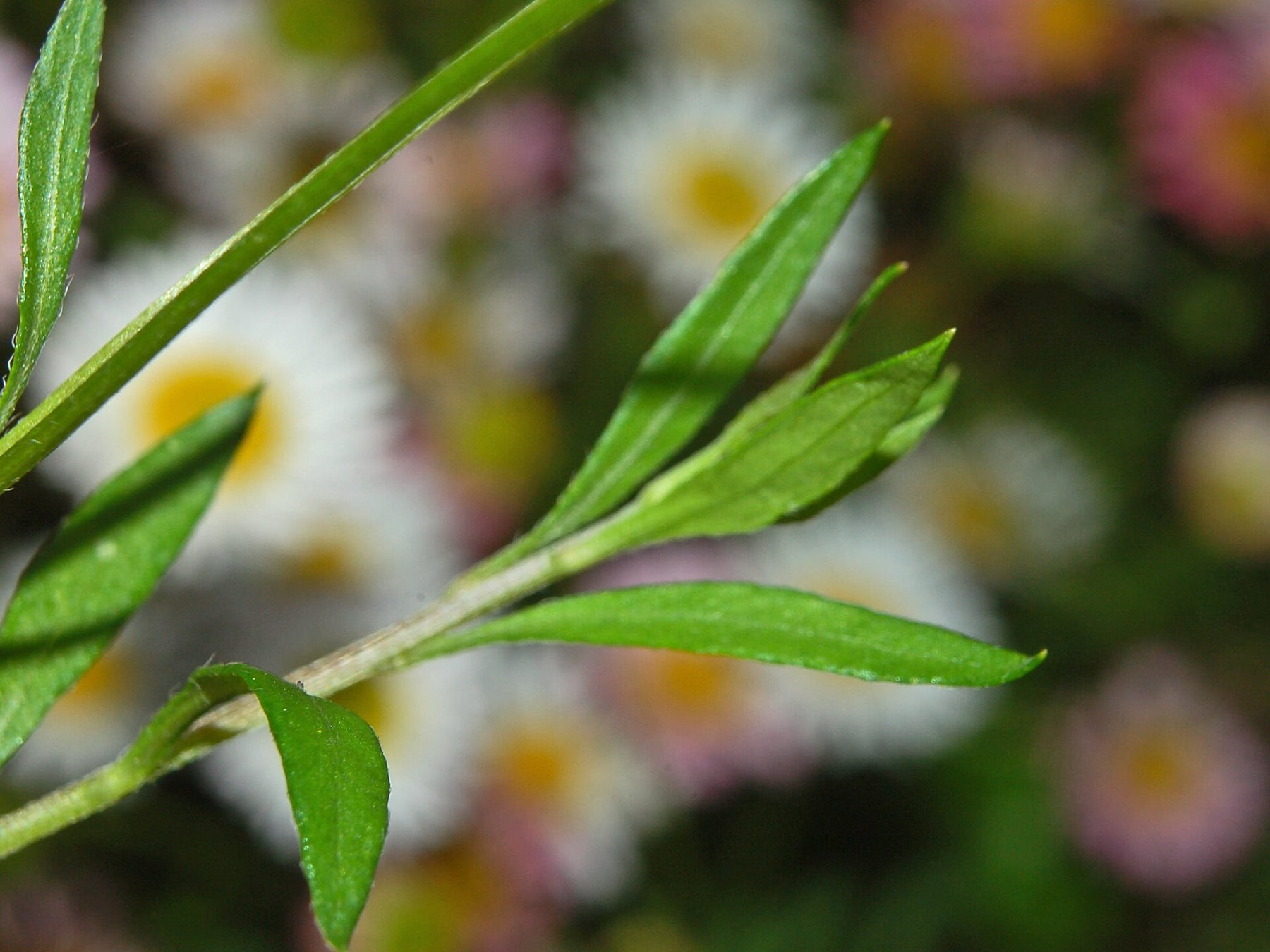 Mexican fleabane