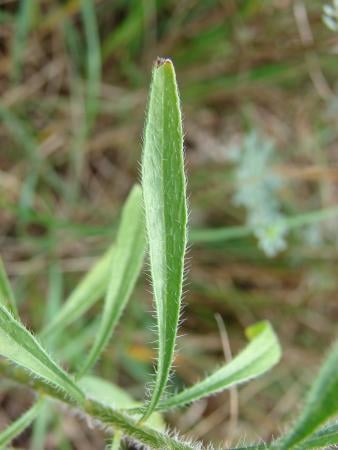 Canadian fleabane