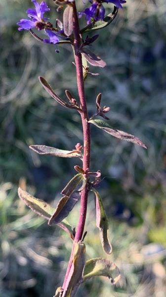 Spiked speedwell