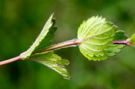 Germander speedwell