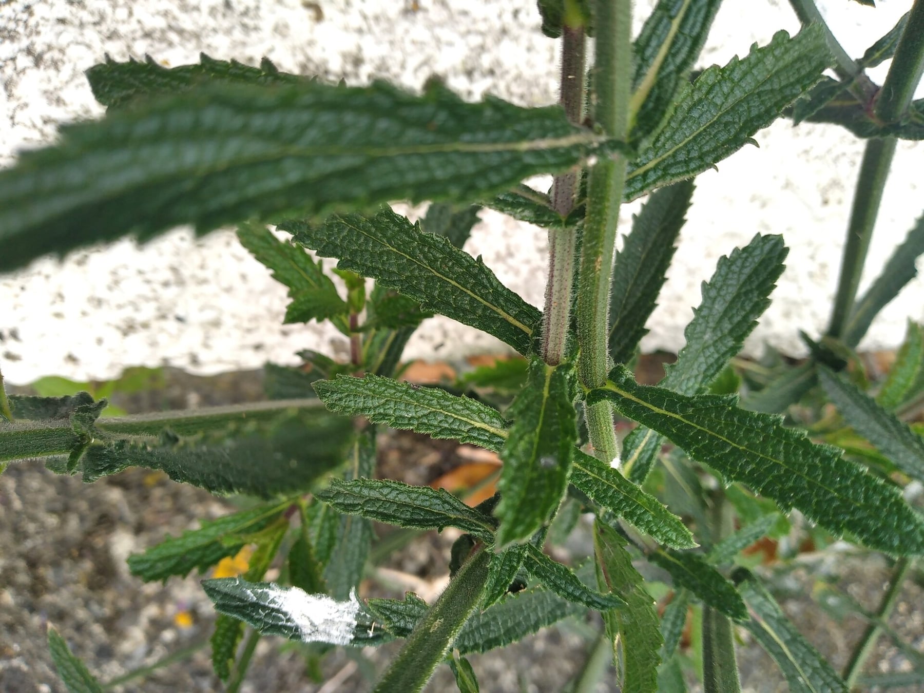 Argentinian vervain
