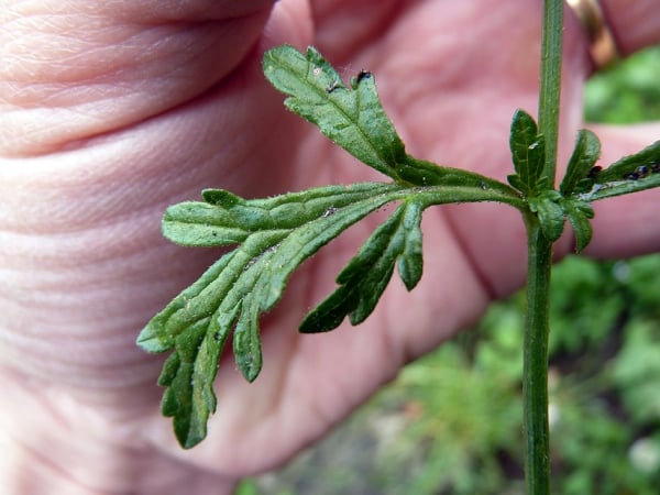 Common vervain